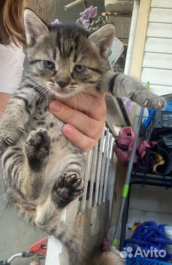 Котята в добрые руки бесплатно