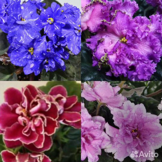 Фиалки сортовые набор #3, #4