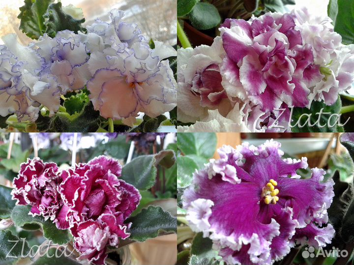 Цветы. Сенполии (фиалки)