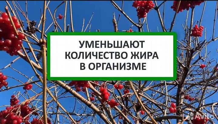 Сок калины замороженный