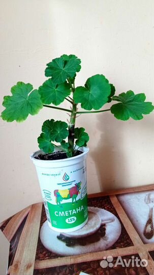 Пеларгония герань