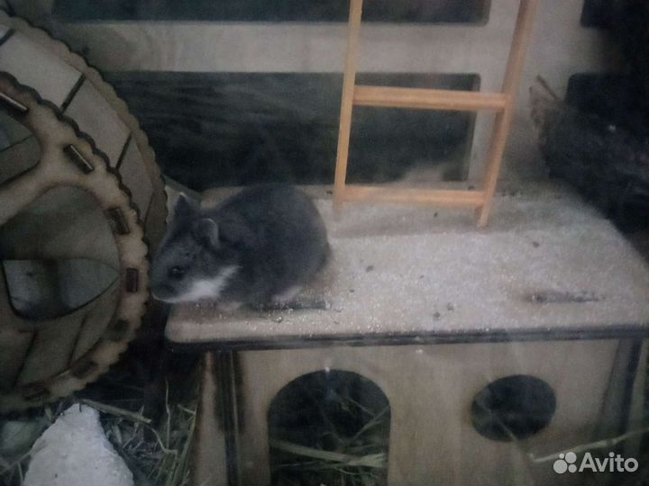 Террариум для хомячков
