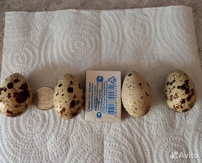 Крупные Только Утренние перепелиные яйца. Тушки