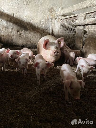 Поросята ландрас - дюрок