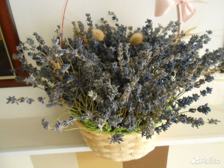 Лаванда сухоцвет