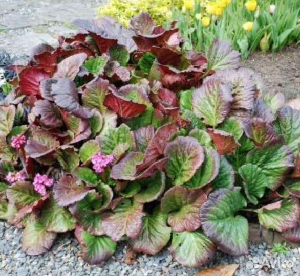 Многолетние растения для сада