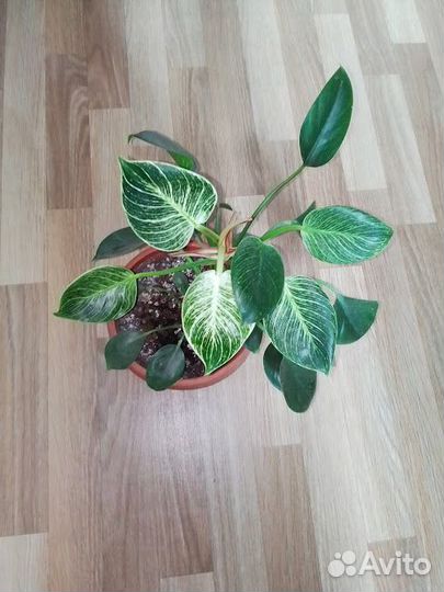 Фикус И филодендрон биркин