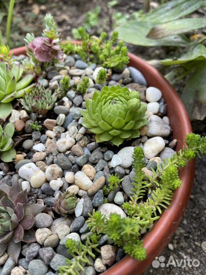 Суккуленты в горшках: по видам и миксы-живой букет