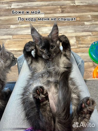 Мейн-кун котик Тэд