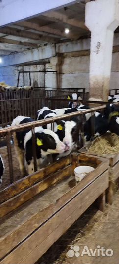 Бычки телята