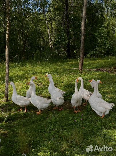 Холмогорские гуси