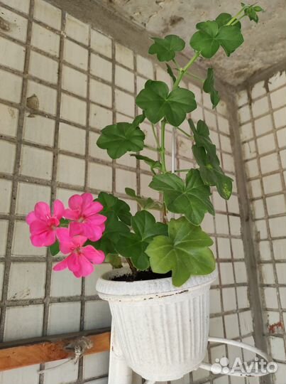 Пеларгония плющелистная