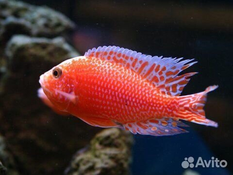 Аулонокара. Земляничка. Цихлиды