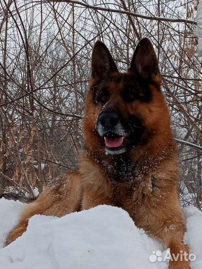 Кобель для вязки вео (немецкой) овчарки