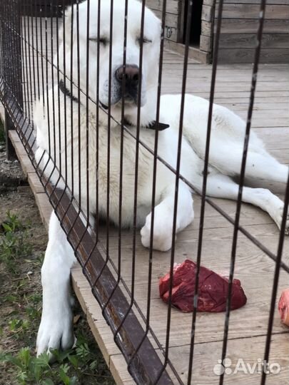 Алабай ищет девочку