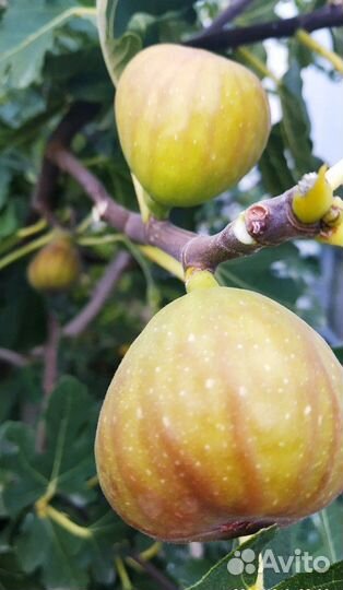 Продам саженцы инжира