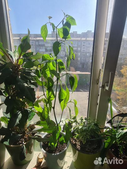 Комнатные растения