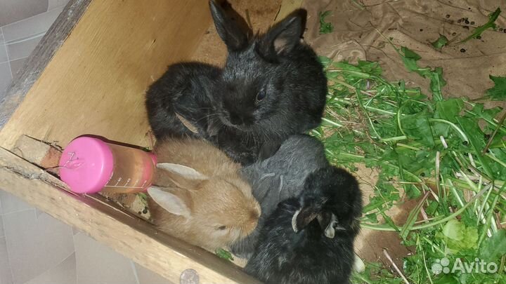 Декоративные кролики
