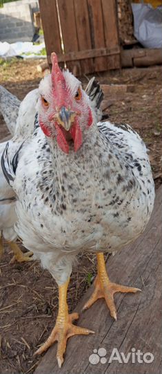 Петух порода Мастер грей