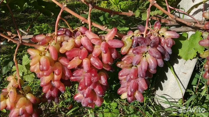 Саженцы Винограда Карнавал