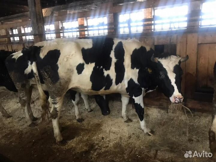 Нетели Черно-пестрые высокоудойные