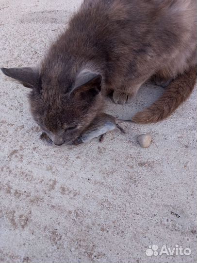 Котята от кошки крысоловки