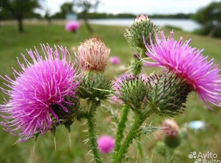 Натуральное масло расторопши холодного отжима