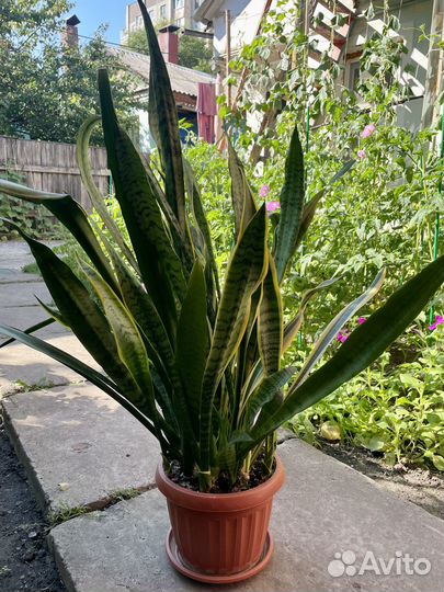 Сансевиерия лауренти комнатная