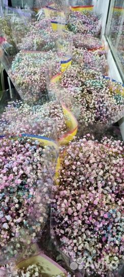 Гипсофила Радужная