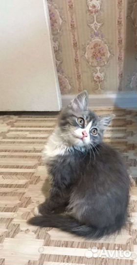 Очаровательный котёнок в добрые руки