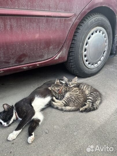 Кошка и котята в добрые руки