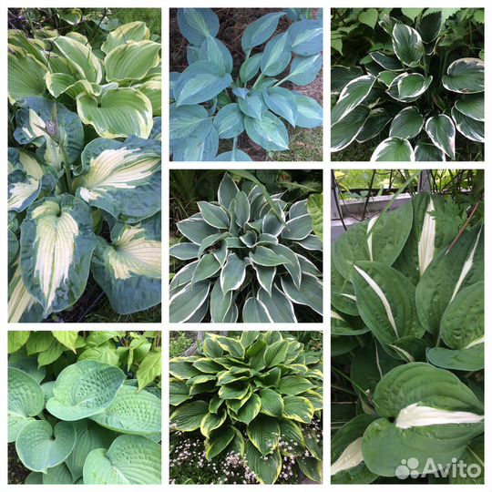 Многолетники садовые