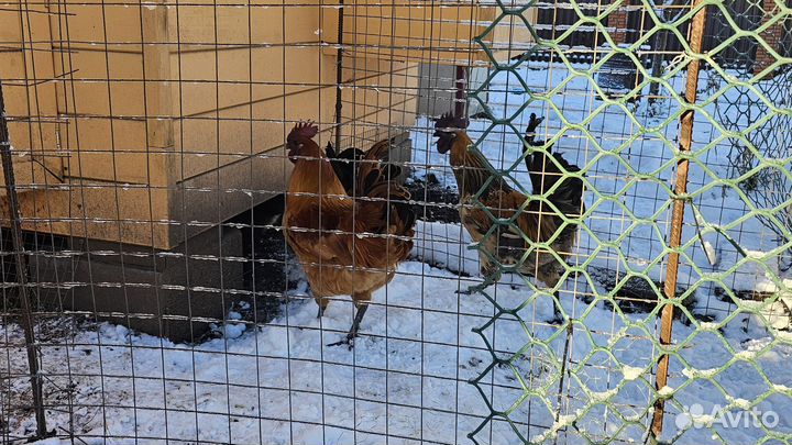 Петух лакеданзи