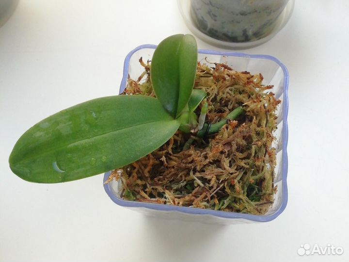 Мох сфагнум свежий сбор