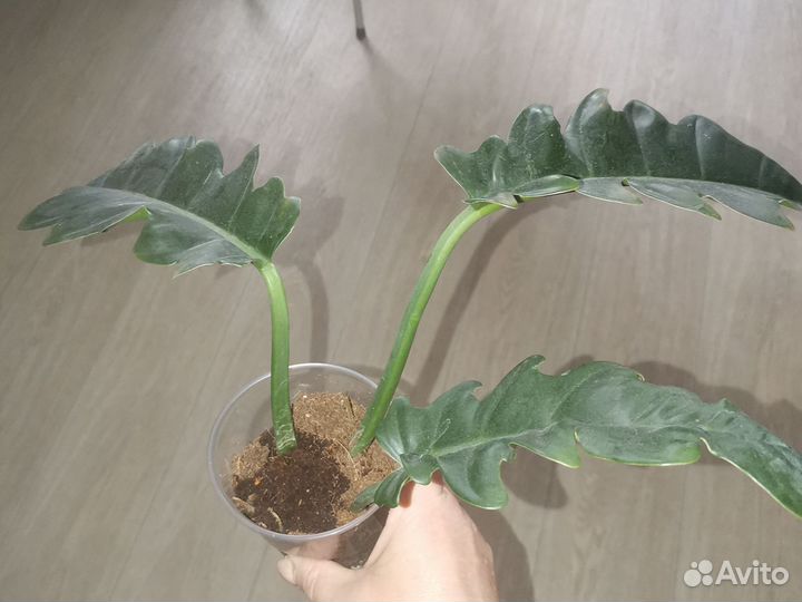 Излишки комнатных цветов