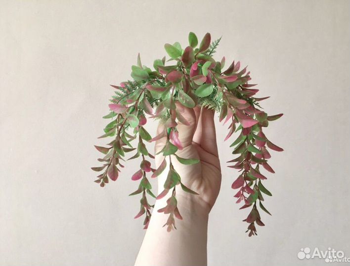 Растение для аквариума