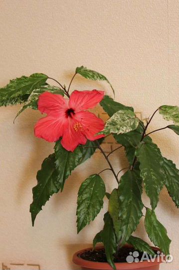 Гибискус, китайская роза