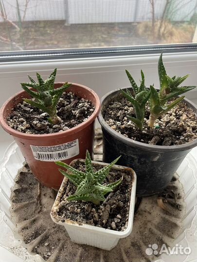 Алоэ древовидное