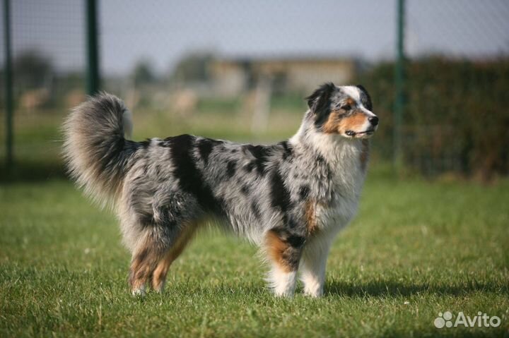 Выгул, дрессировка и передержка собак