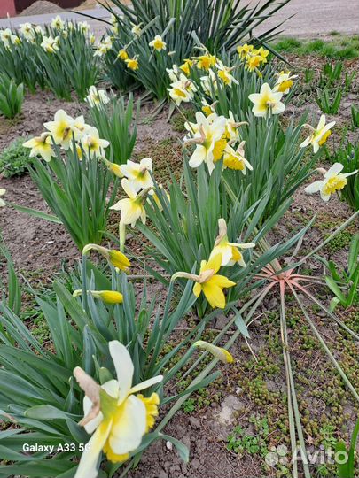 Луковицы нарциссов