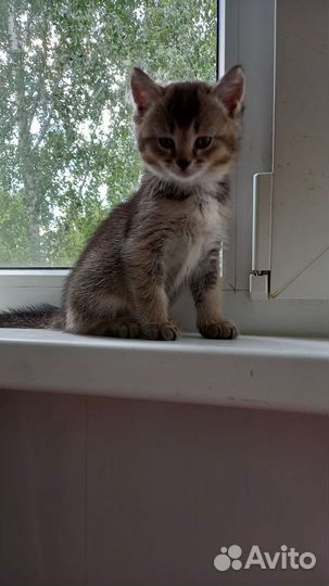 Абиссинская,Чаузи,котята