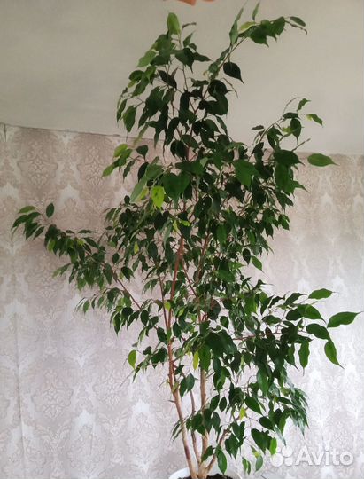 Фикус бенджамина большой