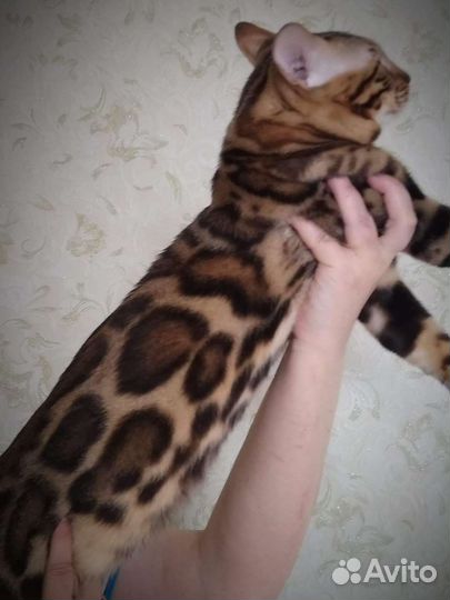 Бенгальский кот