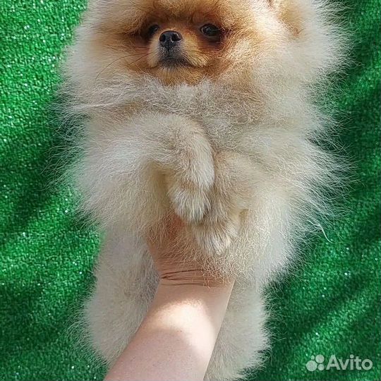 Померанский шпиц кукольная мишка