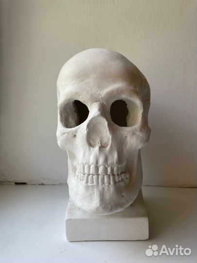 Череп анатомический