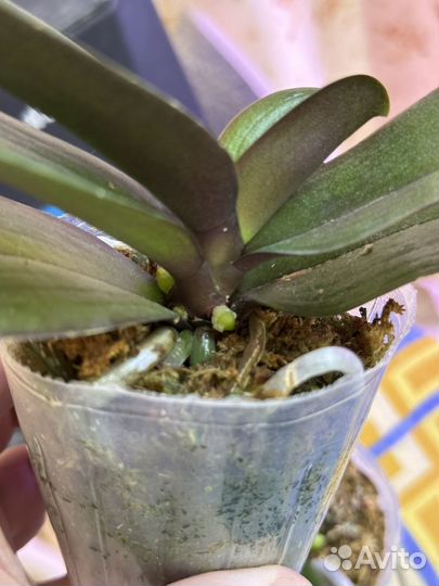 Орхидея фаленопсис