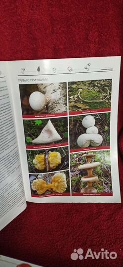 Журнал грибник России