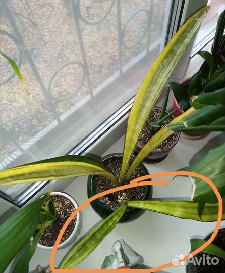 Сансевиерии сортовые