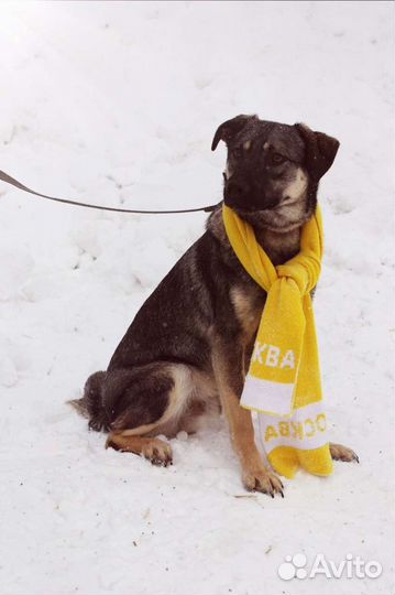 Молодой Пёс Ярик ищет дом