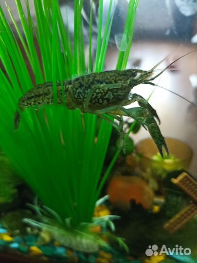 Рак аквариумный